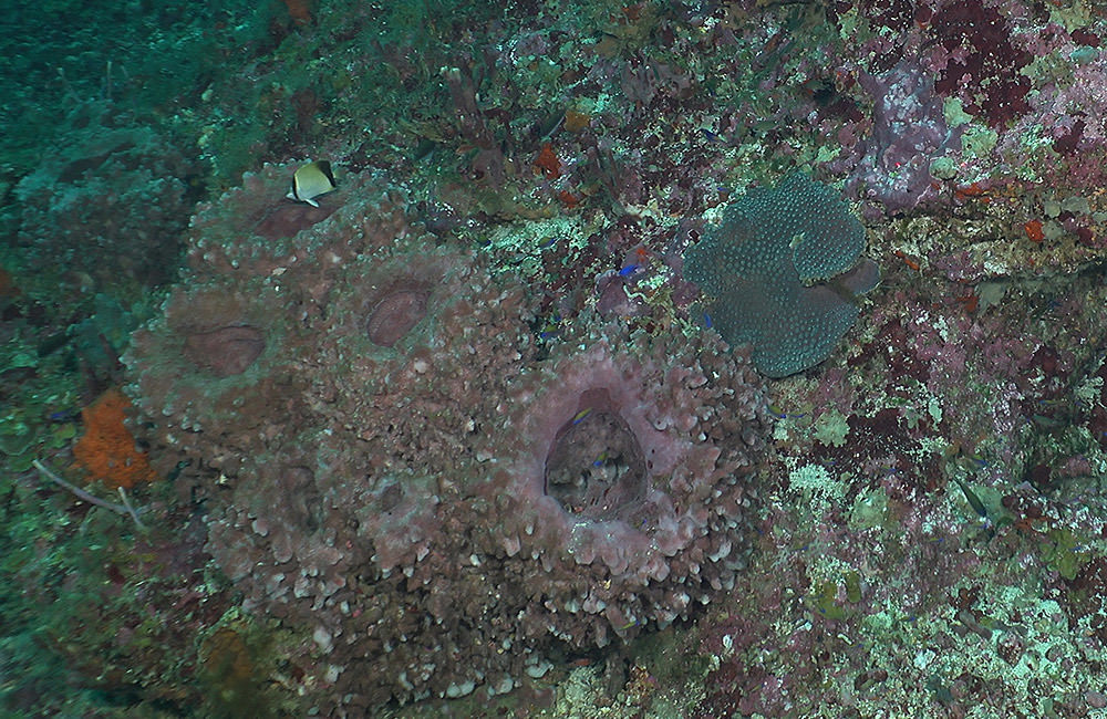  a giant barrel sponge (XETospongia muta), and a species of star coral (Montastraea cavernosa). Photo: GFOE/NOAA