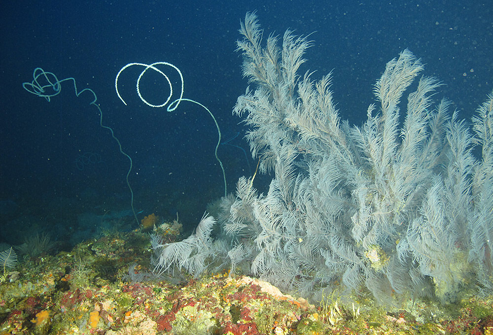 The unbranched wire corals in this photo are Stichopathes lutkeni and the sea fan is Plumapathes pennacea.