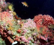 deep coral