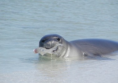Hawaiian monk seal with plastic bottle in its mouth