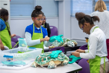 Students put on rubber gloves to prepare for a turtle dissection with handmade, stuffed turtles.