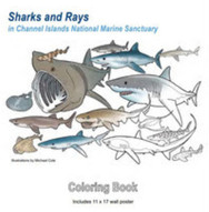 sharks coloring book