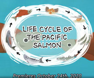 migration salmon