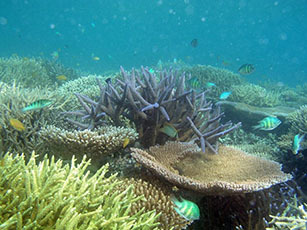 coral palau