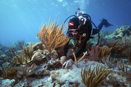 diver in coral