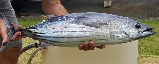 A skipjack tuna fish.