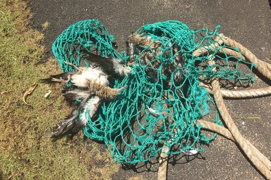 Dead wedge-tailed shearwaters entangled in derelict fishing gear.