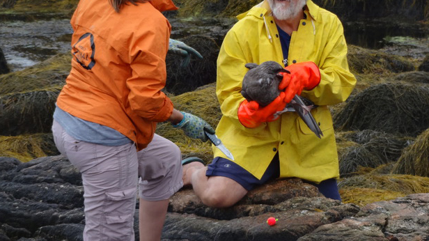 Professionals removing marine debris wrapped around a seabird's leg.
