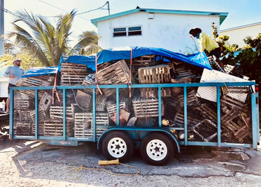 A trailer filled with derelict lobster and crab traps.