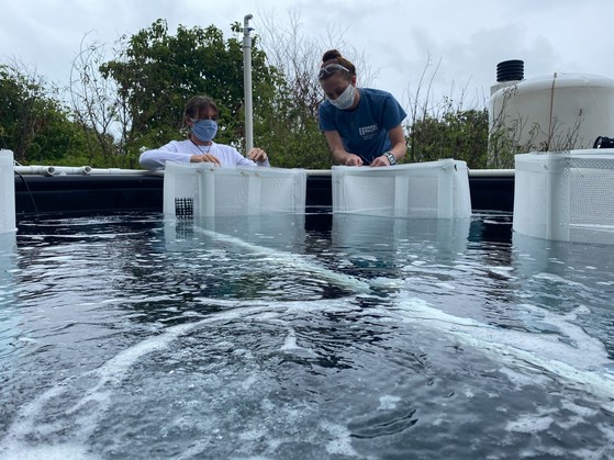 Two researchers test the stability of buckets in a pool of water.