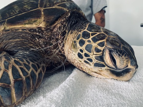 A green sea turtle entangled in monofilament fishing line.