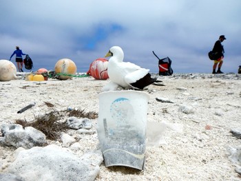 A coffee cup found on the beach at the remote Northwestern Hawaiian Islands.