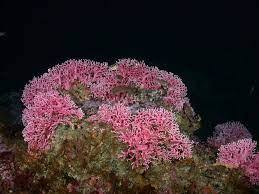 Deep Corall