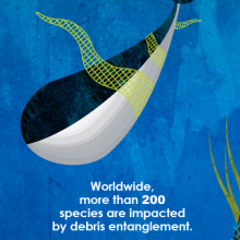 An excerpt from NOAA's Marine Debris Program bookmark set, featuring a whale entangled in a net and fun fact. 