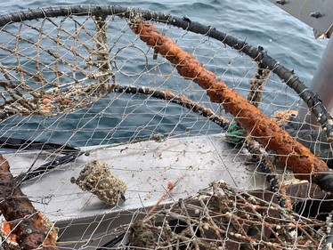 Derelict crab pot fishing gear recovered from the water.