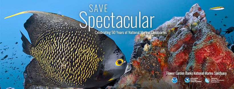 Save Spectacular over a photo of an angelfish eating a sponge on a sanctuary reef.