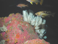 deep sea coral