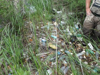 Marine debris, mostly made up of single-use bottles, littering a marsh. 