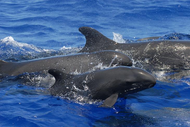 Hawaiian False Killer Whale