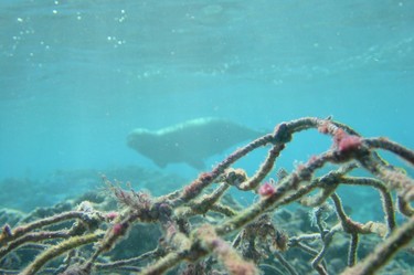 A seal swimming by a derelict fishing net.