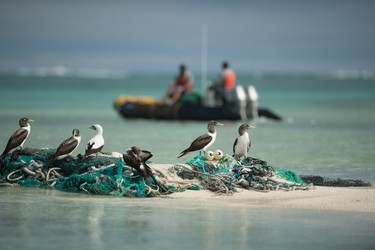A group of boobies sit on top of a mass of derelict fishing nets while the marine debris team works in the background.