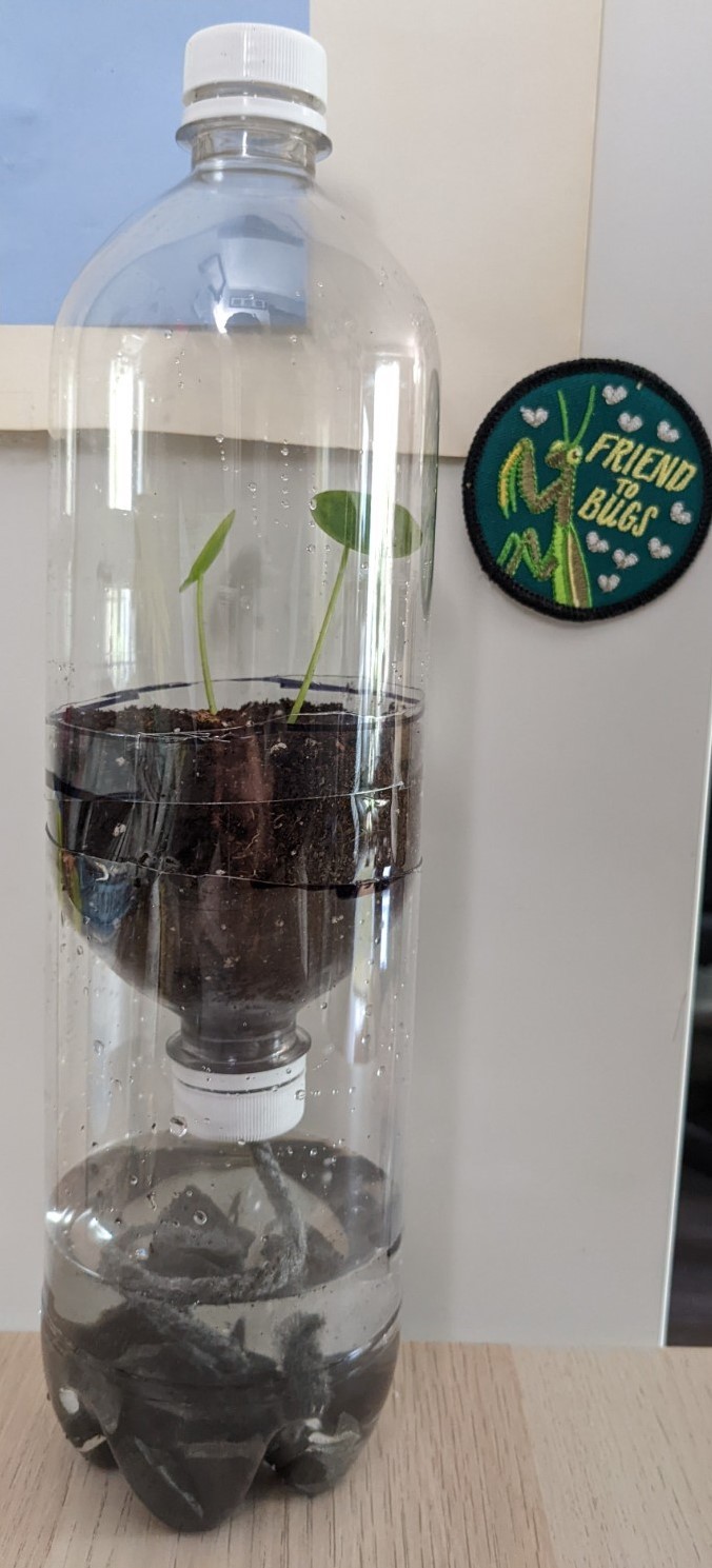 A terrarium made out of a beverage bottle, with a small plant in an upper compartment and water in the bottom. 