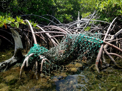 A fishing net tangled in the roots of a mangrove tree.