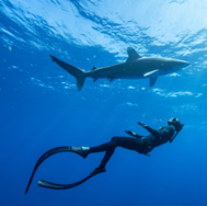 shark and diver