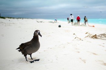 A black-footed albatross looks at the camera while people in the background drag a fishing net across a white-sand beach.