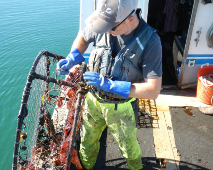 A team member pulls a derelict crab pot aboard a boat.