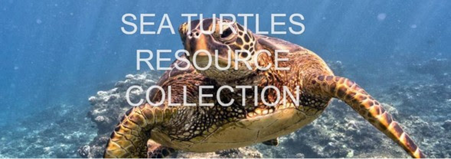 TurtleResources