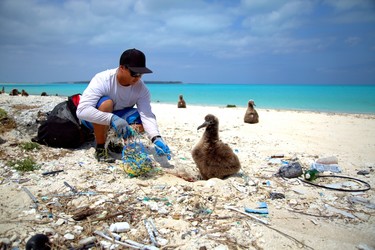 A marine debris team member removes marine debris from where a juvenile laysan albatross is nesting.