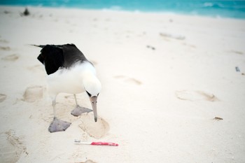 An albatross looks curiously at a littered toothbrush on a white sandy beach.