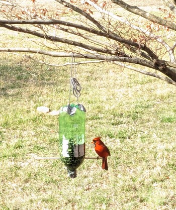 A cardinal perched on the bottle bird feeder. 