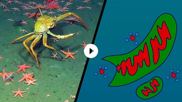 Methane Seeps of the Deep Sea