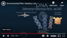 DNA video