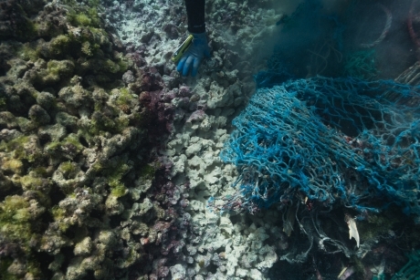 A diver removes a fishing net from a damaged coral reef.