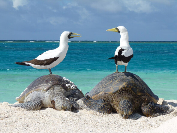 Turtles and Seagulls on the beach