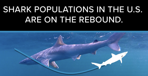 Sharks on the Rebound