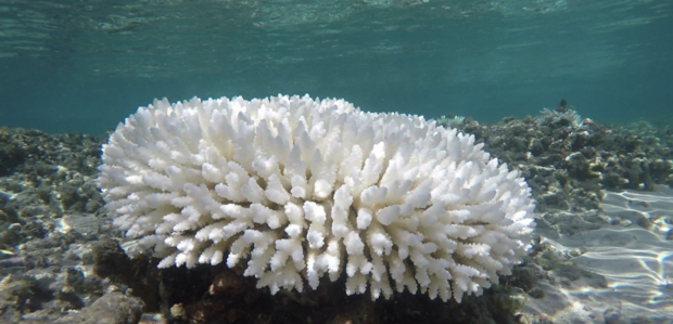 How to Help Corals