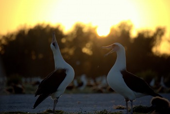 Two albatrosses face each other with the sunset in the background.