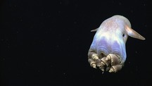 odd ocean creature