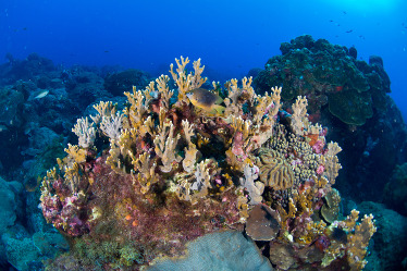 Tropical coral reef structure with fish swimming around.