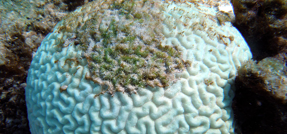coralBleaching