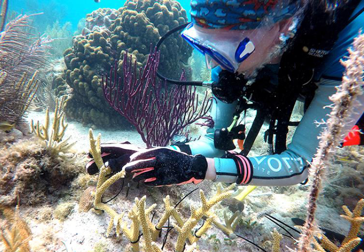 A diver "outplants" corals in the Florida Keys in an attempt to restore the ecosystem.