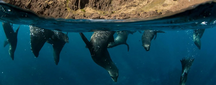 seals diving underwater
