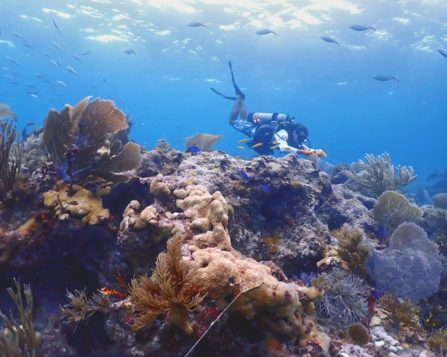 A scuba diver removing a fishing line from a coral reef with fish swimming above.