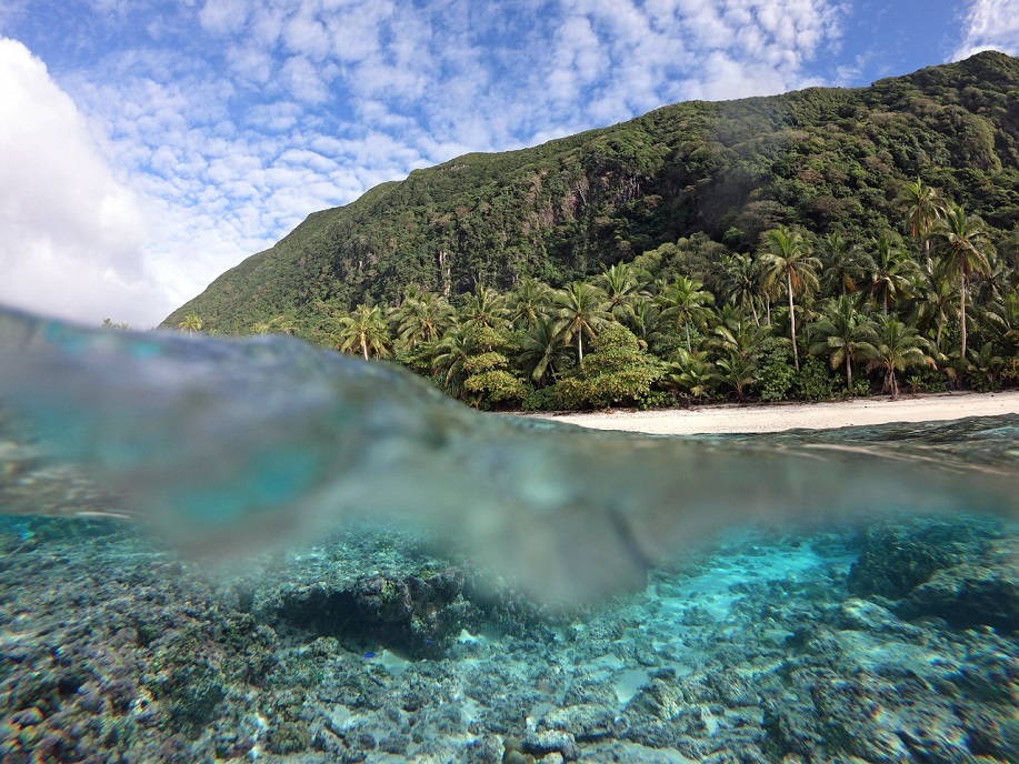 Tropical island trees and beach in background underwater view of coral in foreground