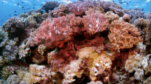 How to Help Corals Make a Comeback