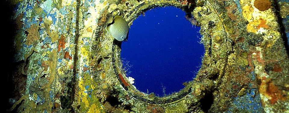 An artificial Reef - Ocean growth on a ship's porthole